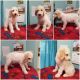 Standard Poodle Puppies for sale in Applegate, MI 48401, USA. price: NA