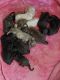 Standard Poodle Puppies for sale in Turtle Lake, WI, USA. price: $700