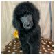 Standard Poodle Puppies for sale in Linton, IN 47441, USA. price: $1,500