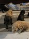 Standard Poodle Puppies for sale in Brooklyn, NY, USA. price: $1,100