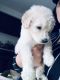 Standard Poodle Puppies for sale in Fresno County, CA, USA. price: NA