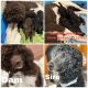 Standard Poodle Puppies for sale in Clover, SC 29710, USA. price: NA