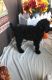Standard Poodle Puppies for sale in Burkburnett, TX 76354, USA. price: NA