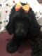 Standard Poodle Puppies for sale in Montgomery City, MO 63361, USA. price: $800