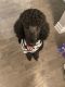 Standard Poodle Puppies for sale in Brookfield, IL, USA. price: $1,200