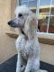 Standard Poodle Puppies for sale in Hayward, CA, USA. price: NA