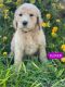 Standard Poodle Puppies for sale in Fredericksburg, TX 78624, USA. price: NA
