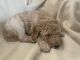 Standard Poodle Puppies for sale in Gillett, WI 54124, USA. price: NA