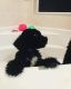 Standard Poodle Puppies for sale in Lake Wales, FL, USA. price: $750
