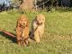 Standard Poodle Puppies for sale in Emmett, ID 83617, USA. price: NA