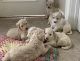 Standard Poodle Puppies for sale in Murphy, NC 28906, USA. price: $1,000