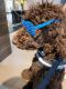 Standard Poodle Puppies for sale in Depew, NY, USA. price: $1,500