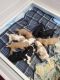 Standard Poodle Puppies for sale in Atascocita, TX 77346, USA. price: $2,500
