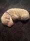 Standard Poodle Puppies for sale in Crawley, WV 25984, USA. price: NA