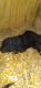Standard Poodle Puppies for sale in Storytown Rd, Tennessee 37074, USA. price: NA