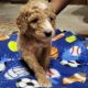 Standard Poodle Puppies for sale in Atascocita, TX 77346, USA. price: NA