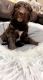 Standard Poodle Puppies for sale in Clintwood, VA 24228, USA. price: NA