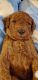 Standard Poodle Puppies for sale in Pittsburgh, PA, USA. price: NA