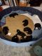 Standard Poodle Puppies for sale in Mobile, AL, USA. price: NA