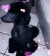 Standard Poodle Puppies for sale in Houston, TX, USA. price: $1,100