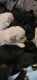 Standard Poodle Puppies for sale in Churchville, VA 24421, USA. price: NA
