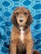 Standard Poodle Puppies for sale in Burleson, TX, USA. price: NA