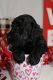 Standard Poodle Puppies for sale in Sulphur, LA, USA. price: $1,000