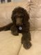 Standard Poodle Puppies for sale in Tybee Island, GA 31328, USA. price: NA