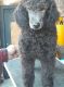 Standard Poodle Puppies for sale in Shelbyville, KY 40065, USA. price: $1,000