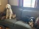 Standard Poodle Puppies for sale in Tacoma, WA, USA. price: NA