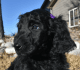Standard Poodle Puppies for sale in Aurora, CO, USA. price: NA