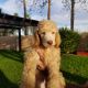 Standard Poodle Puppies for sale in Surprise, AZ, USA. price: $1,000