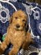 Standard Poodle Puppies for sale in McFarland, CA 93250, USA. price: NA