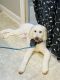 Standard Poodle Puppies for sale in Mebane, NC 27302, USA. price: $900