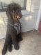 Standard Poodle Puppies for sale in Houston, TX 77025, USA. price: $1,000