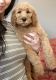 Standard Poodle Puppies for sale in East Hardwick, VT 05836, USA. price: $2,200