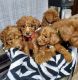 Standard Poodle Puppies for sale in Nashville, TN, USA. price: NA