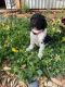 Standard Poodle Puppies for sale in Austin, TX, USA. price: NA