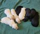 Standard Poodle Puppies for sale in Fort Payne, AL, USA. price: $1,200