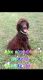 Standard Poodle Puppies for sale in Vanderbilt, TX, USA. price: NA