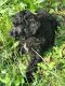 Standard Poodle Puppies for sale in Athens, TN 37303, USA. price: $500
