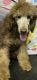 Standard Poodle Puppies for sale in Chapmansboro, TN 37035, USA. price: NA
