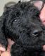 Standard Poodle Puppies for sale in Goodyear, AZ, USA. price: $750