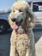 Standard Poodle Puppies for sale in Fordland, MO 65652, USA. price: NA