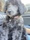Standard Poodle Puppies for sale in St Cloud, FL 34773, USA. price: NA