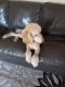 Standard Poodle Puppies for sale in North Myrtle Beach, SC, USA. price: NA