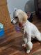 Standard Poodle Puppies for sale in Lima, OH, USA. price: $600