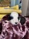 Standard Poodle Puppies for sale in Attalla, AL, USA. price: $2,000
