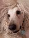 Standard Poodle Puppies for sale in Minnesota City, MN 55959, USA. price: $750