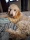 Standard Poodle Puppies for sale in North Myrtle Beach, SC, USA. price: NA